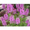 Čistec lékařský - Stachys officinalis  Stachys officinalis