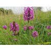 Čistec lékařský - Stachys officinalis  Stachys officinalis