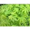 Javor dlanitolistý 'Going Green'  Acer palmatum 'Going Green'