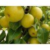 Asijská hrušeň 'Tama'  Pyrus pyrifolia 'Tama'