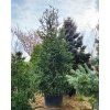 Picea marianna