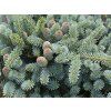 Abies koreana 'Blauer Pfiff' 1