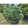 Pinus sylvestris 'Wittichenau' (2)