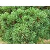 Pinus sylvestris 'Wittichenau' (1)