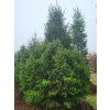 Picea orientalis Gracilis