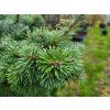 Abies veitchii 'Kramer' (6)