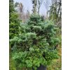 Abies veitchii 'Kramer' (5)