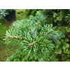 Abies veitchii 'Kramer' (2)