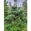 Abies veitchii 'Kramer' (3)