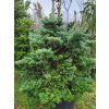 Abies veitchii 'Kramer' (1)