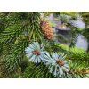 Picea jezoensis� (1)
