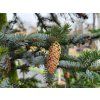 Picea jezoensis� (3)