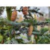 Picea jezoensis� (2)