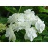 Hortenzie velkolistá 'Doppio Bianco®'  Hydrangea macrophylla 'Doppio Bianco®'