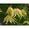 Plamének 'Golden Dream'  Clematis 'Golden Dream'