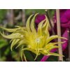 Clematis Golden Dream (1)