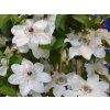 Plamének 'Maria Kaczyńska'  Clematis 'Maria Kaczyńska'