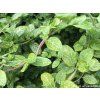 Zimolez japonský 'Aureoreticulata'  Lonicera japonica 'Aureoreticulata'