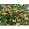 Zimolez ovíjivý 'Serotina'  Lonicera periclymenum 'Serotina'