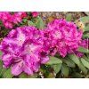 95093 5 95093 5 95093 5 95093 rododendron kokorin