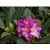 95096 7 rhododenron st ekov 2