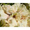 Rhododendron Fryderyk (2)