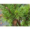 Pinus sylvestris 'Nana Compacta' (1)