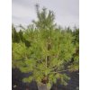 Pinus armandii (2)