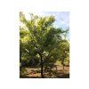 Jilm čínský 'Geisha'  Ulmus parvifolia 'Geisha'