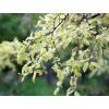 Jilm čínský 'Geisha'  Ulmus parvifolia 'Geisha'