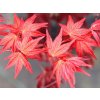 Javor dlanitolistý 'Beni-Maiko'  Acer palmatum 'Beni-Maiko'