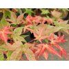 Javor dlanitolistý 'Beni-Maiko'  Acer palmatum 'Beni-Maiko'