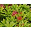 Pieris japonský 'Sarabande'  Pieris japonica 'Sarabande'