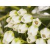 Pieris japonský 'Sarabande'  Pieris japonica 'Sarabande'