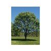 Jírovec Arnoldův  Aesculus arnoldiana