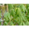 Jírovec Arnoldův  Aesculus arnoldiana