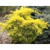 Jalovec Pfitzerův 'Yellow Sapphire'  Juniperus x pfitzeriana 'Yellow Sapphire'