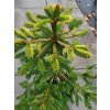 Picea abies 'Acrocona Golden' (4)
