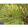 Borovice lesní 'Bialogon'  Pinus sylvestris 'Bialogon'