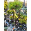 Pinus densiflora 'Pendwick' (2)