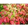 Nandina domácí 'Fire Power'  Nandina domestica 'Fire Power'