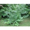 parro2