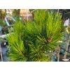 Borovice Heldreichova �Aphrodite� (Balen� kontejner C12, Tvar roubov�no na km�nku, 90-105 cm, pr�m�r koruny 20-30 cm)
