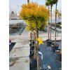 Pinus mugo 'Nana Balcanica Aurea' (2)