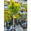 Pinus mugo 'Starkl' (3)