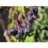 Sorbus Black Ruby (2)