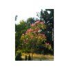 Albízie růžová  Albizia julibrissin