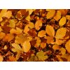 fagus