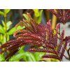 Albizia Summer Chocolate (2)