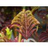 Albizia Summer Chocolate (3)